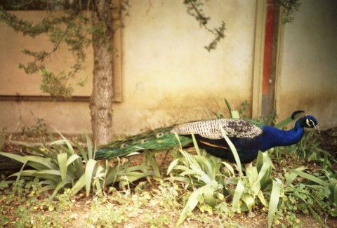 Peacock Dinner | Arcosanti