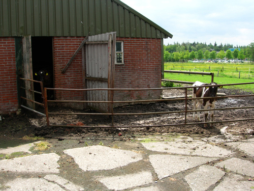 Gathering ingredients from the Dutch countryside