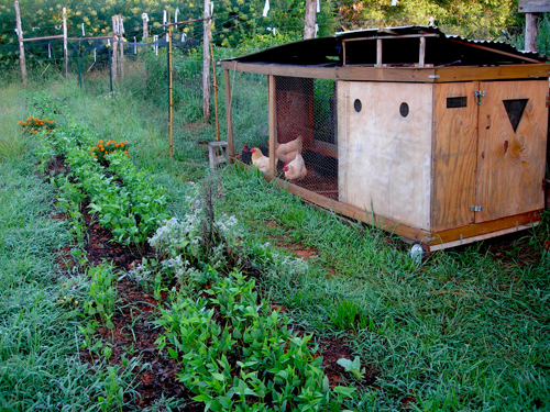 Piedmont Biofuels Farm Incubator – mobile chicken coop