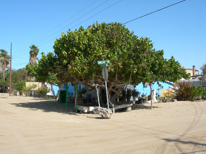 Tree of Life | Puerto Peñasco, Sonora, Mexico