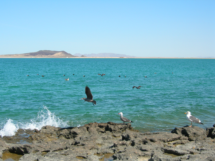 Gulls | Cholla Bay, Sonora, Mexico