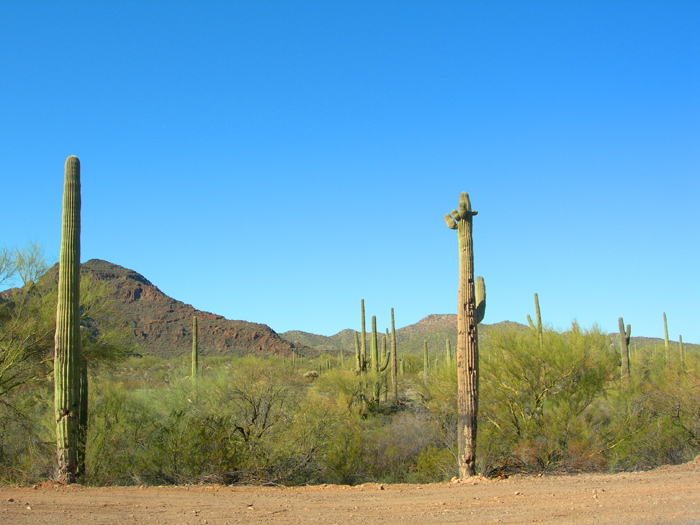 Organ Pipe National Monument | Ajo, Arizona