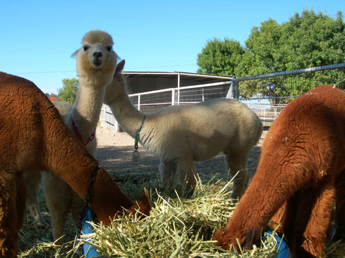 La Union, NM - La Buena Vida Alpacas 