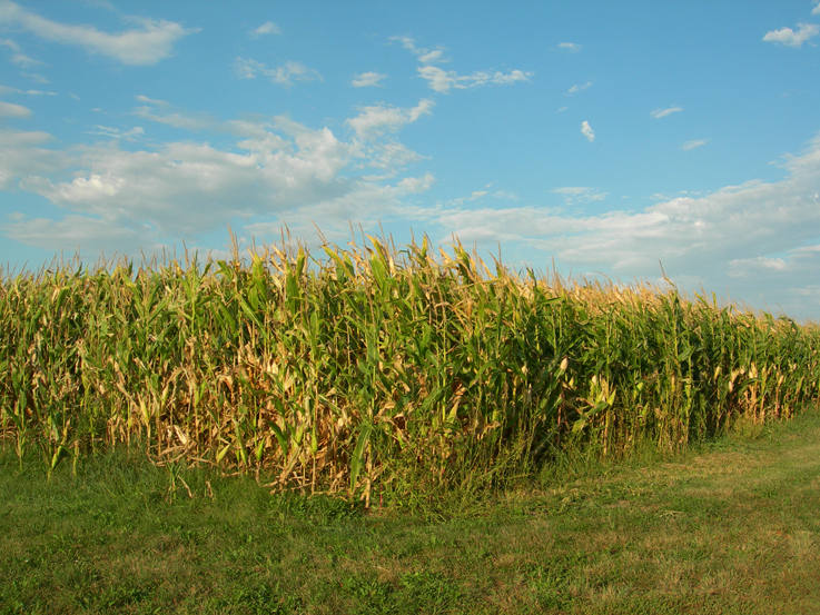 Cornfield - sunset