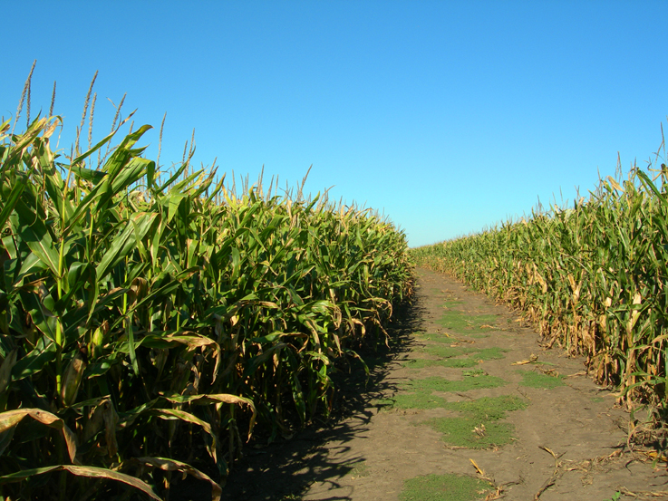 Pathway through the corn