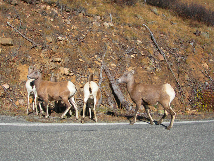  Independence Pass 