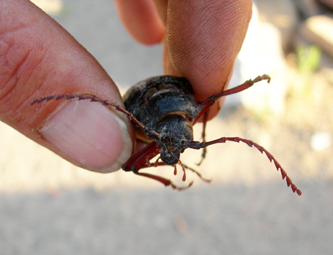  Big beetle—Truth or Consequences, New Mexico 