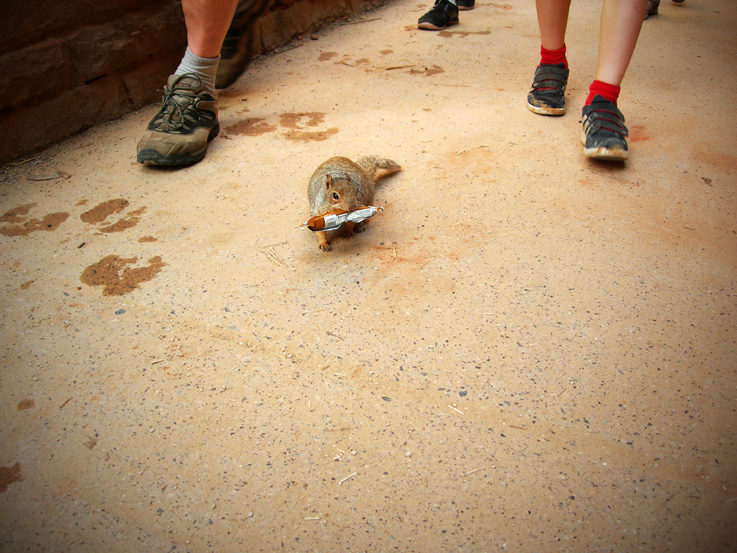 Feeding Frenzy / Zion National Park