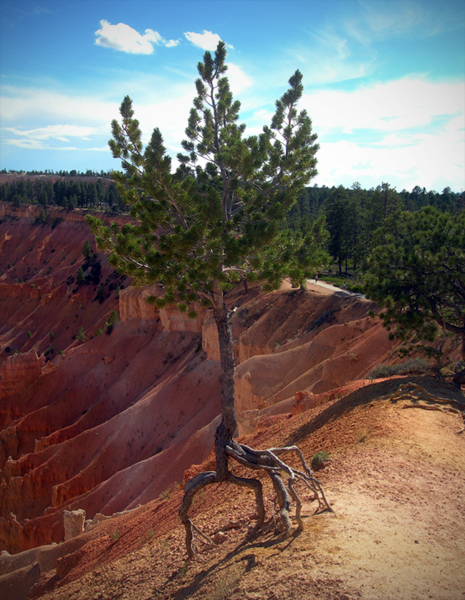 Exposed roots / Bryce Canyon