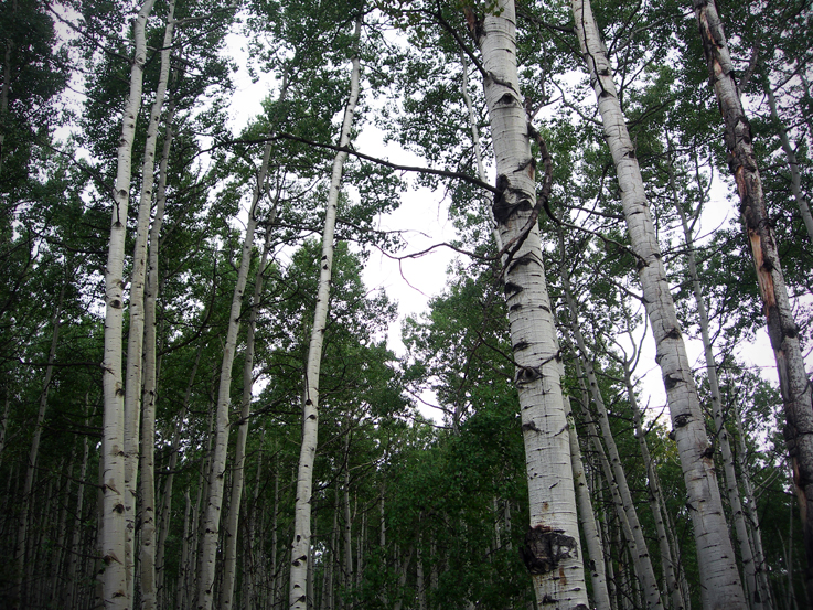 Gunnison National Forest / Colorado