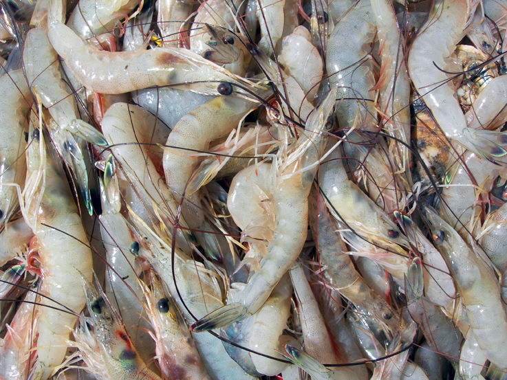 The catch / Galveston Bay, Texas