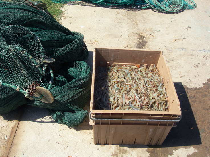 The catch / Galveston Bay, Texas