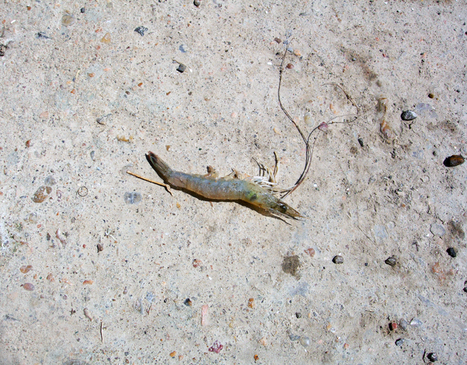 Loose shrimp / Galveston Bay, Texas