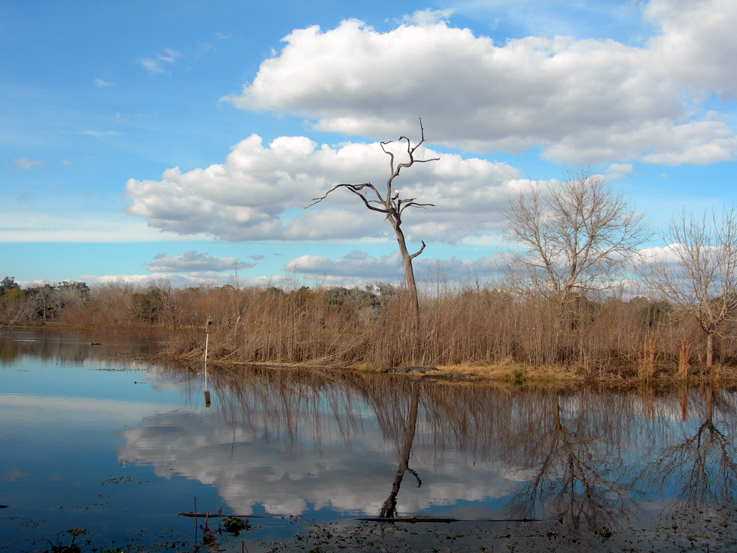 Brazos Bend State Park / Needville, TX