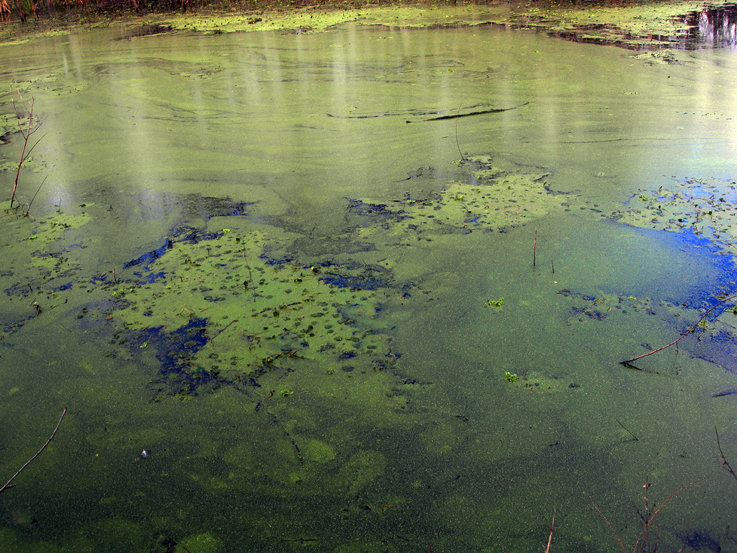 Brazos Bend State Park / Needville, TX