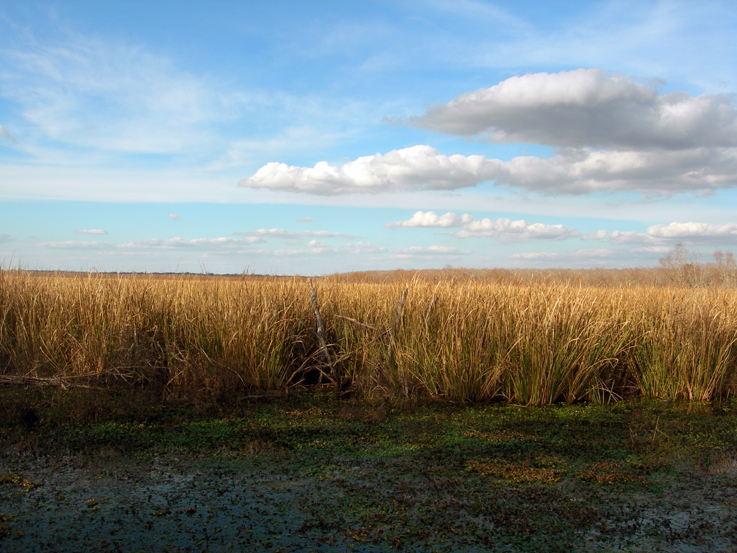 Brazos Bend State Park / Needville, TX