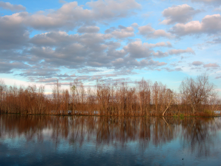 Brazos Bend State Park / Needville, TX