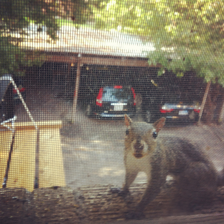 Squirrel at the window