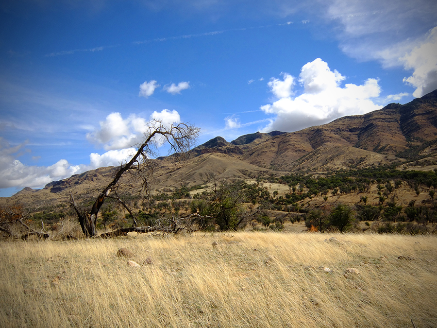 Pajarita Wilderness, Arizona