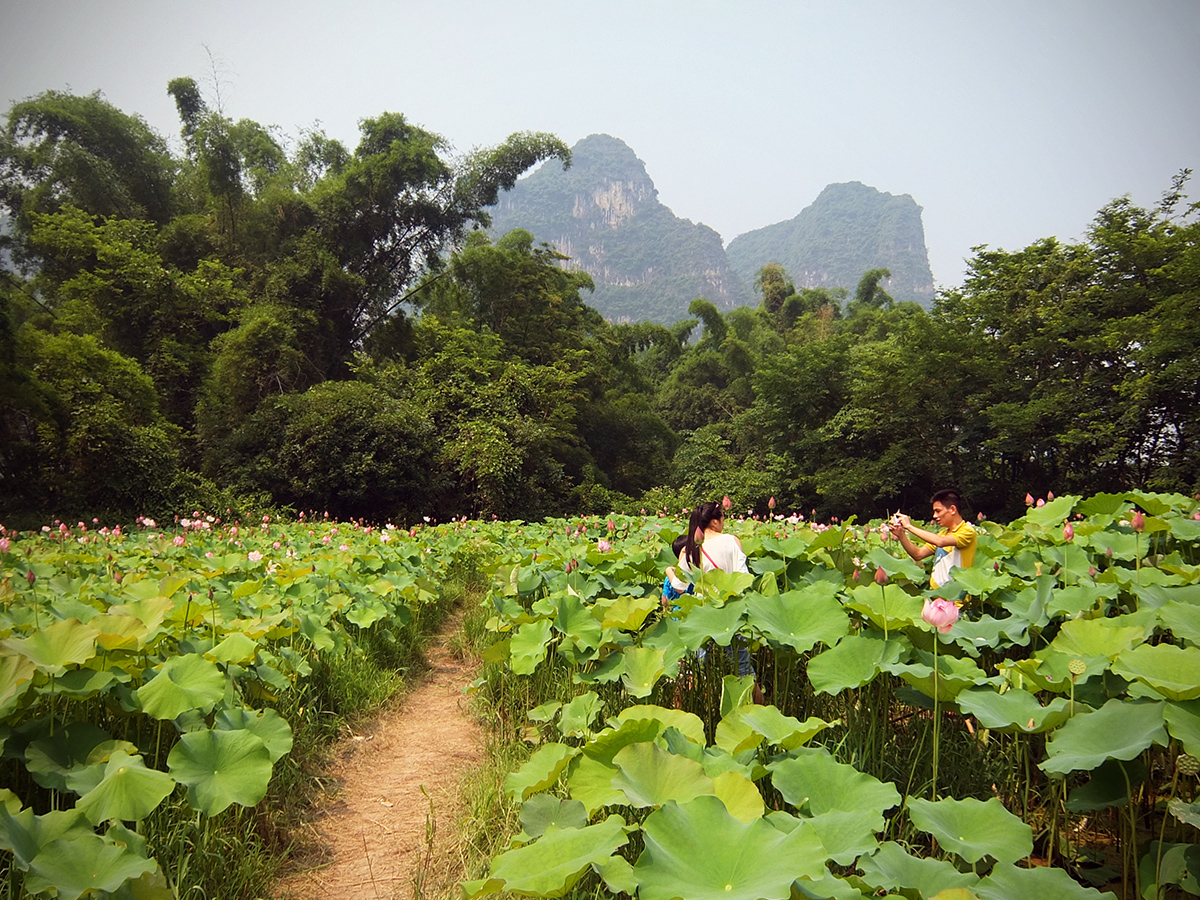 Lotus Garden 