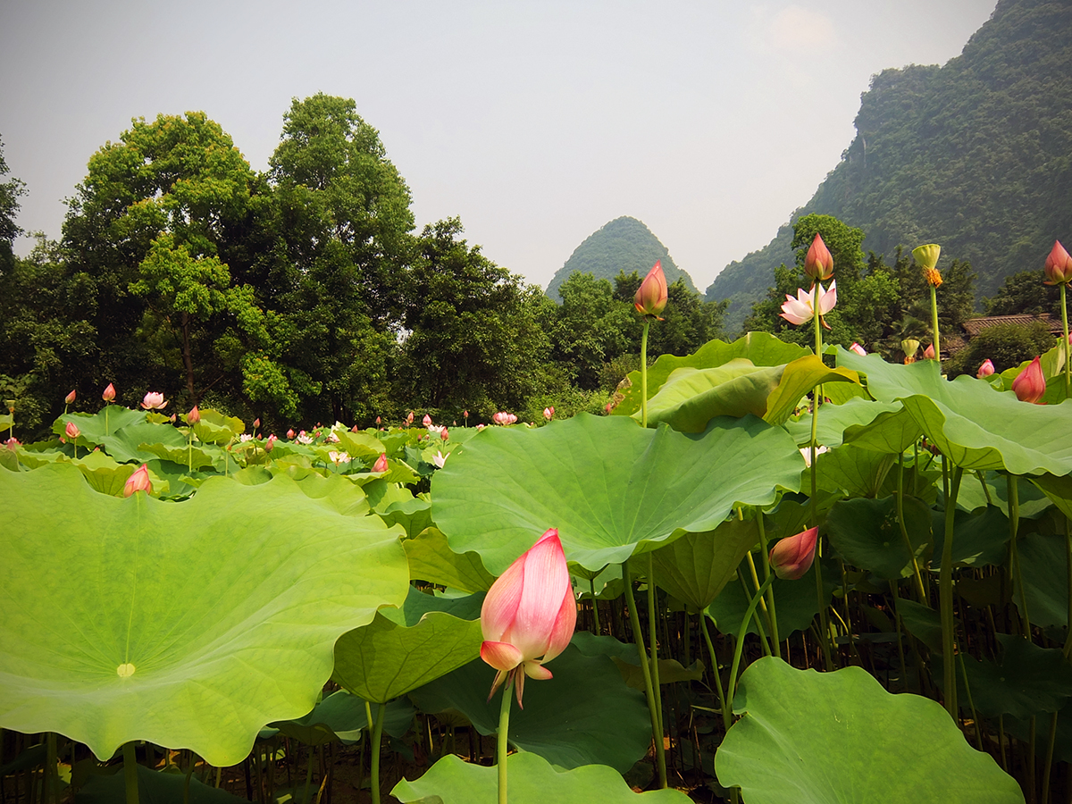 Lotus blossoms