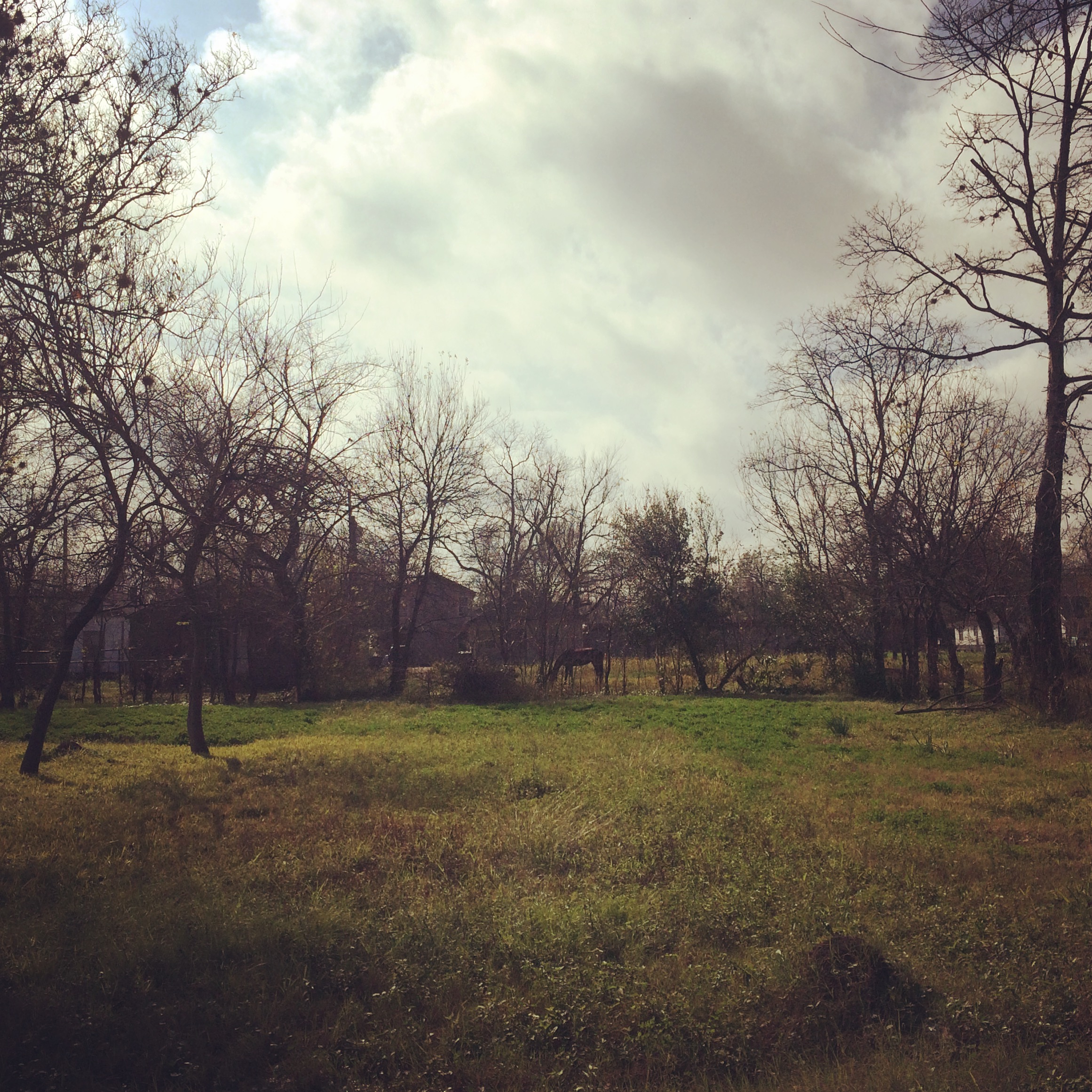 Horse grazing in the Third Ward / Houston, Texas