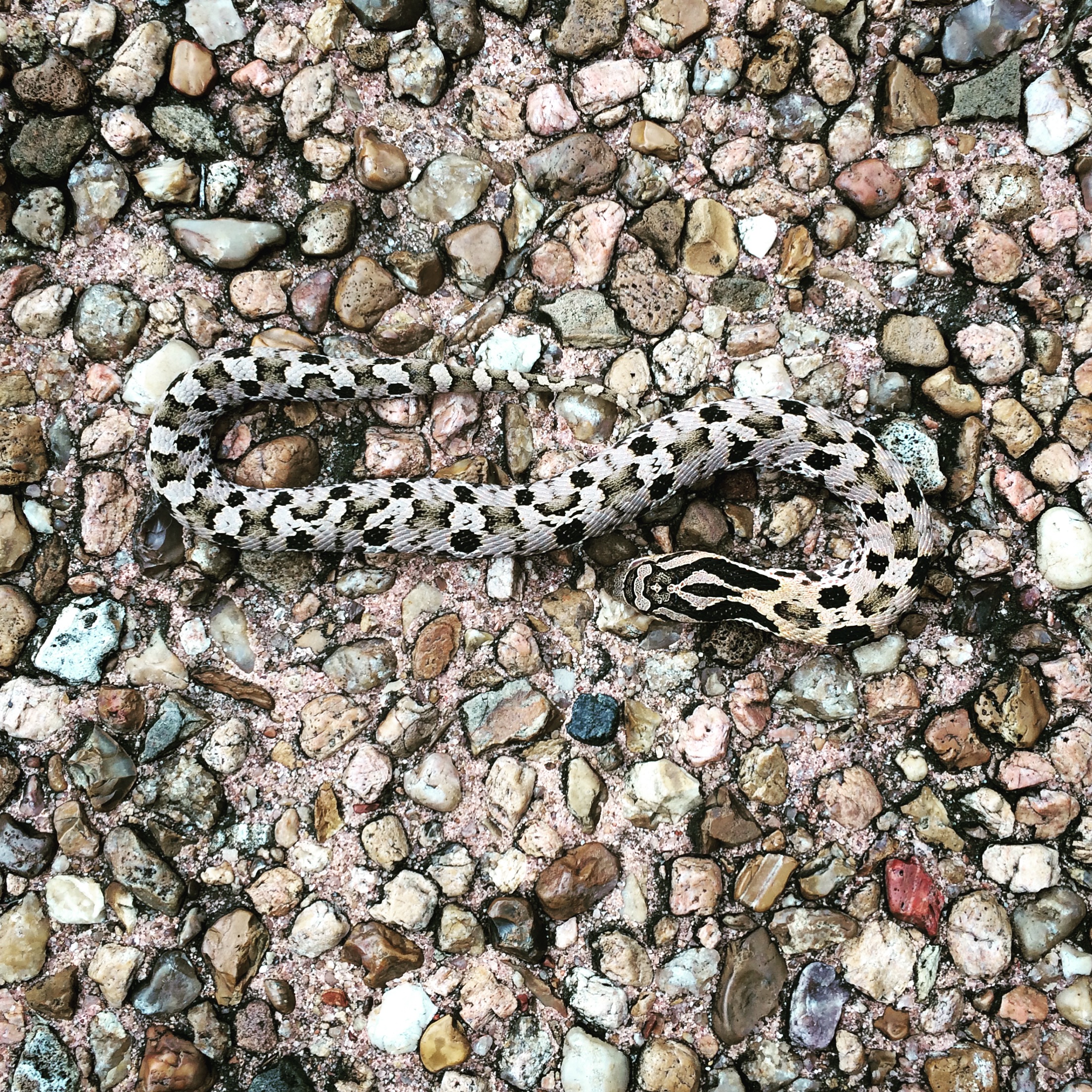  A snake in the garden—Bayou Bend 