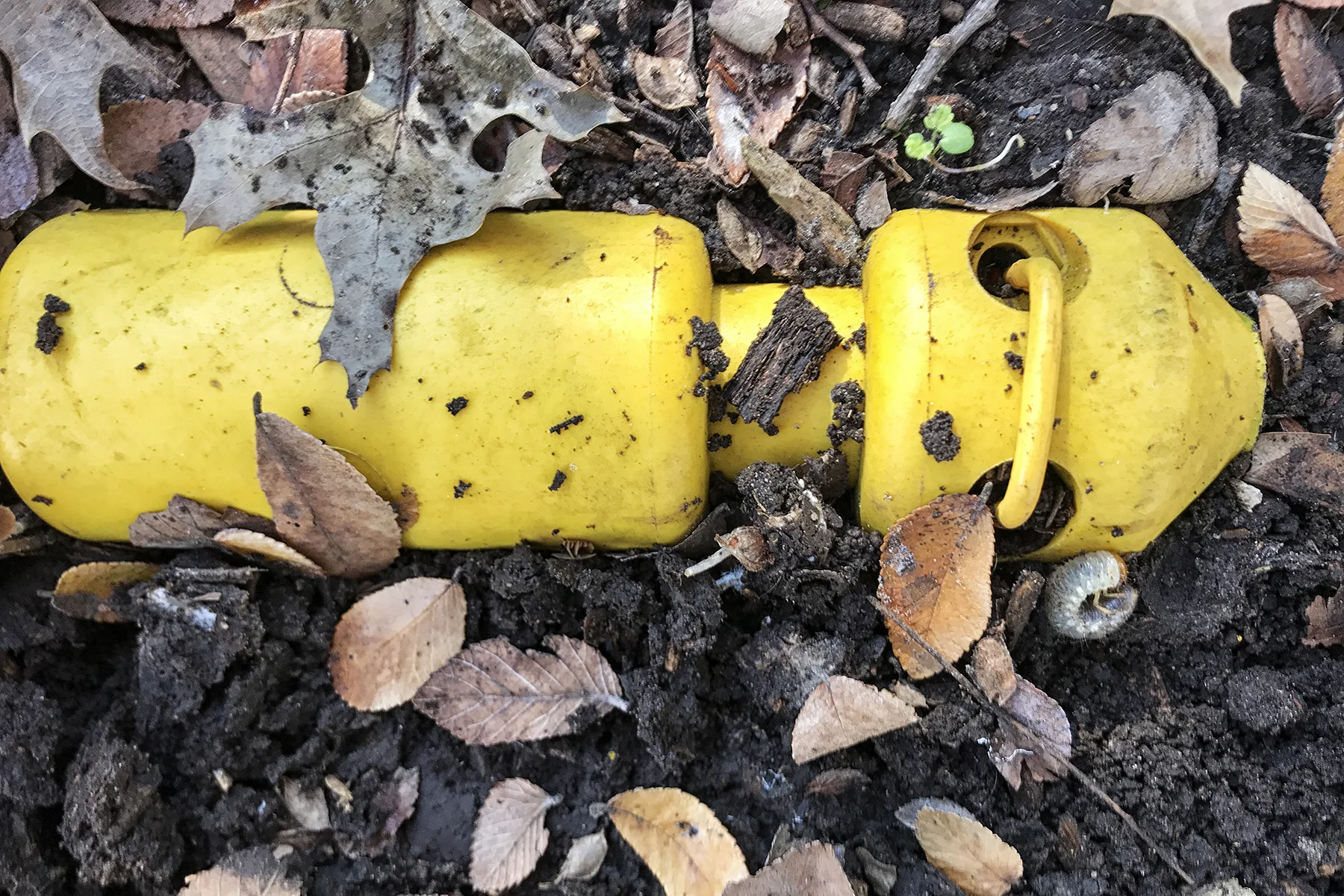 Susannah-Mira_Safety-Yellow-grub-web.jpg