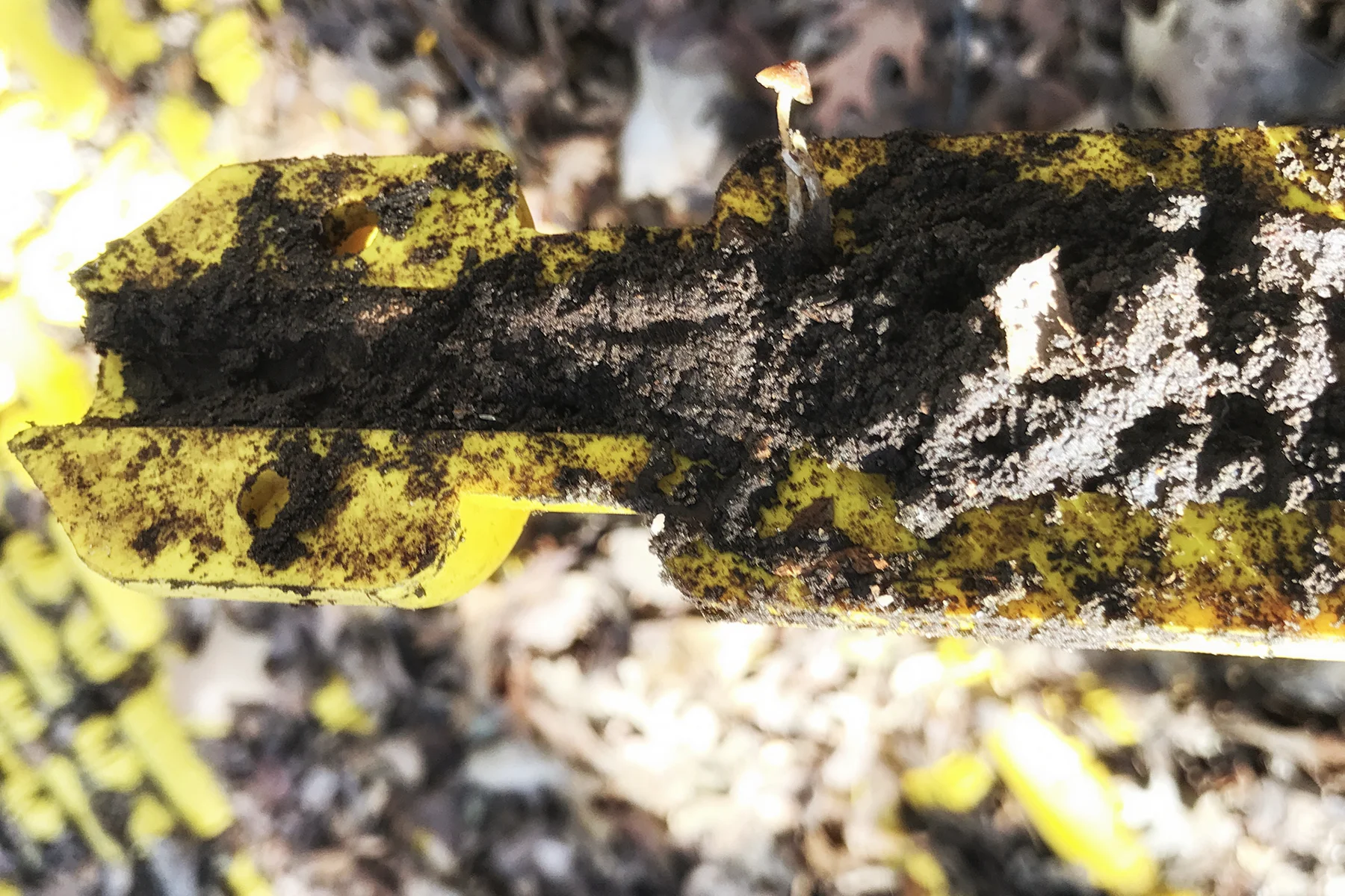Susannah-Mira_Safety-Yellow-fungi-web.jpg