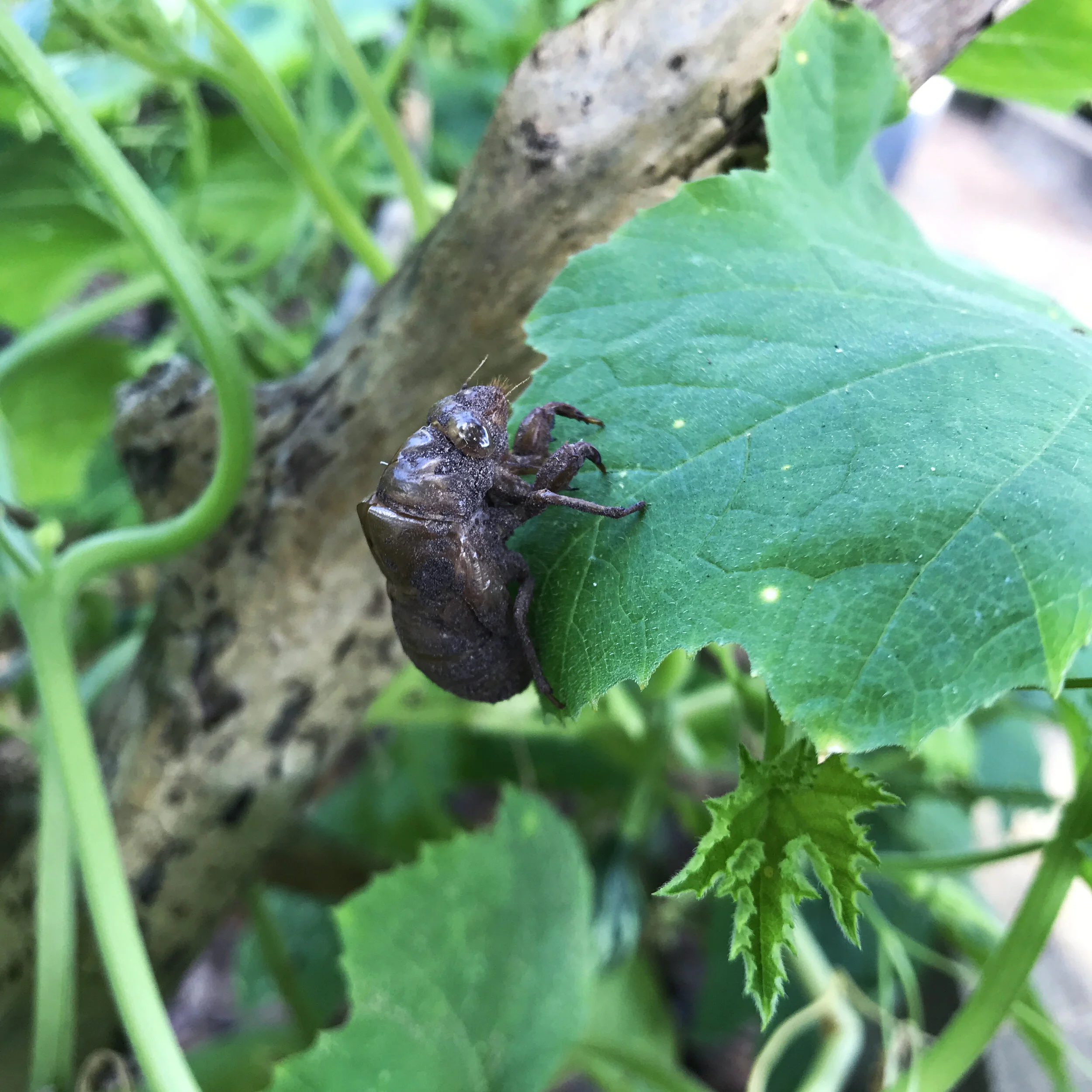 LATE SUMMER IN THE GARDEN