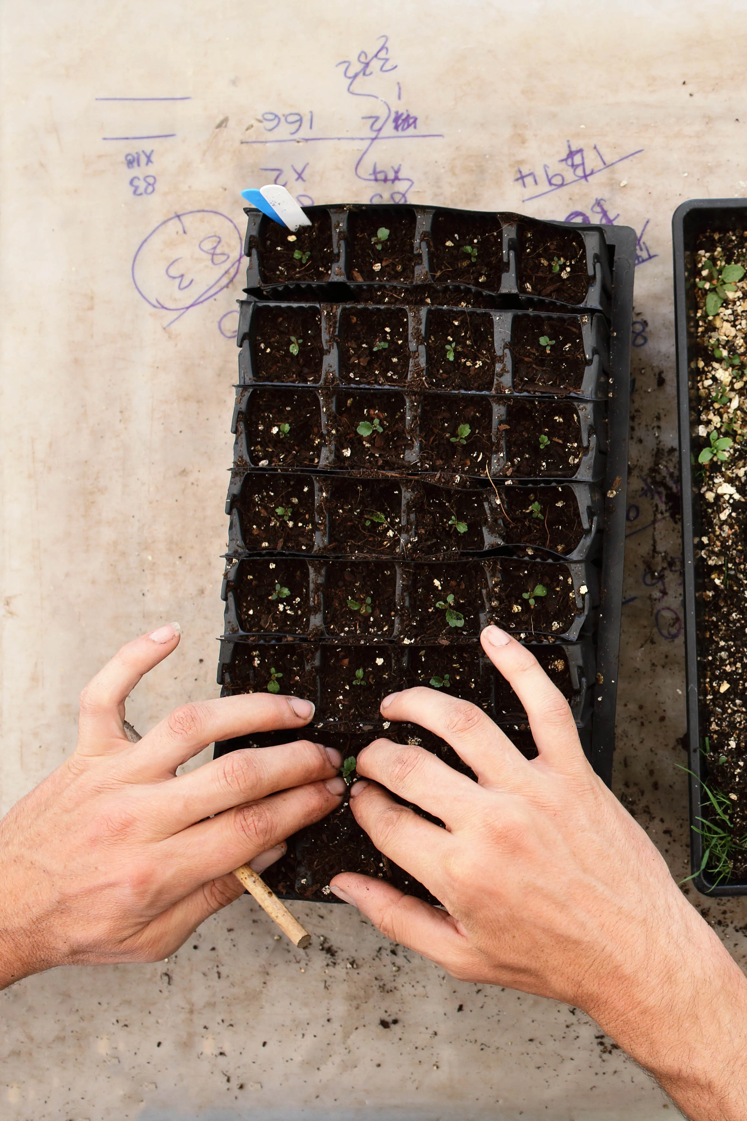 Grid One - Picking Out Seedlings.jpg