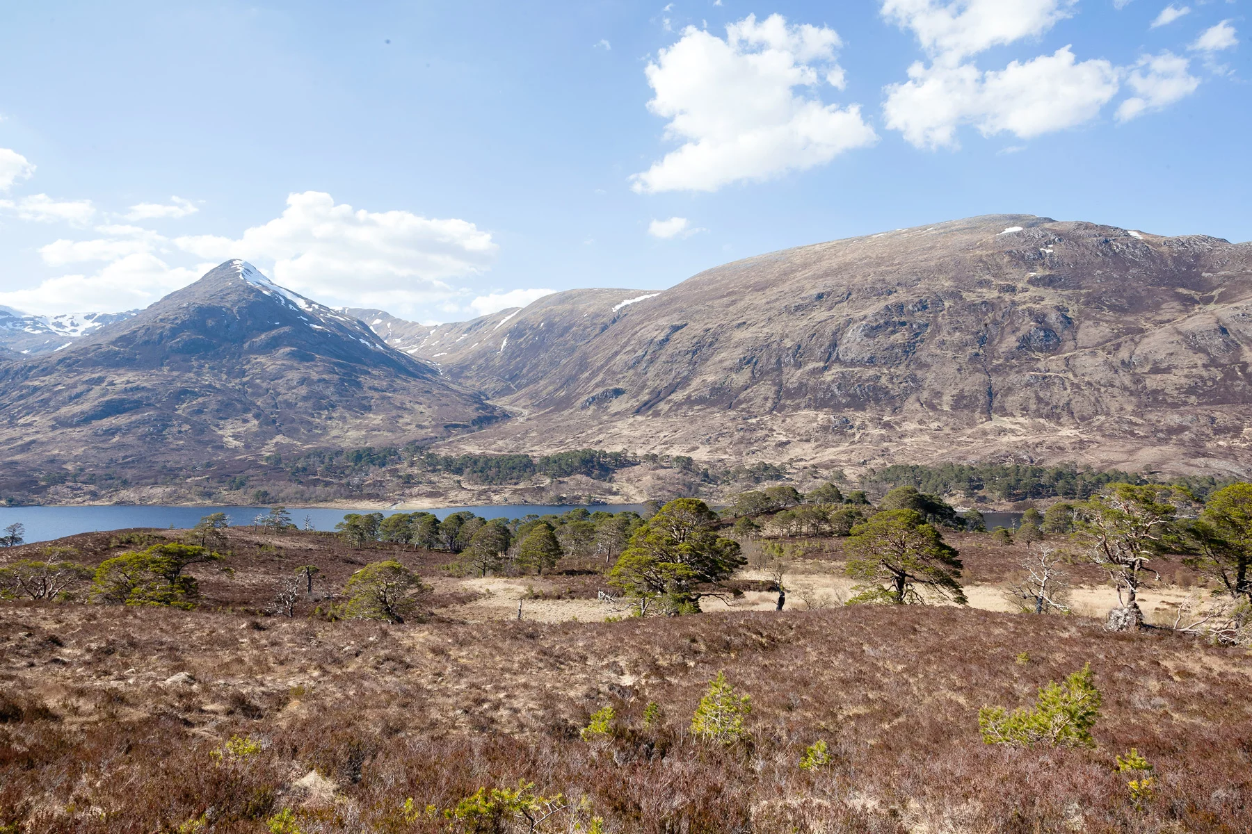 Trees-for-Life---Glen-Affric-2---Image-by-Jody-Daunton.jpg