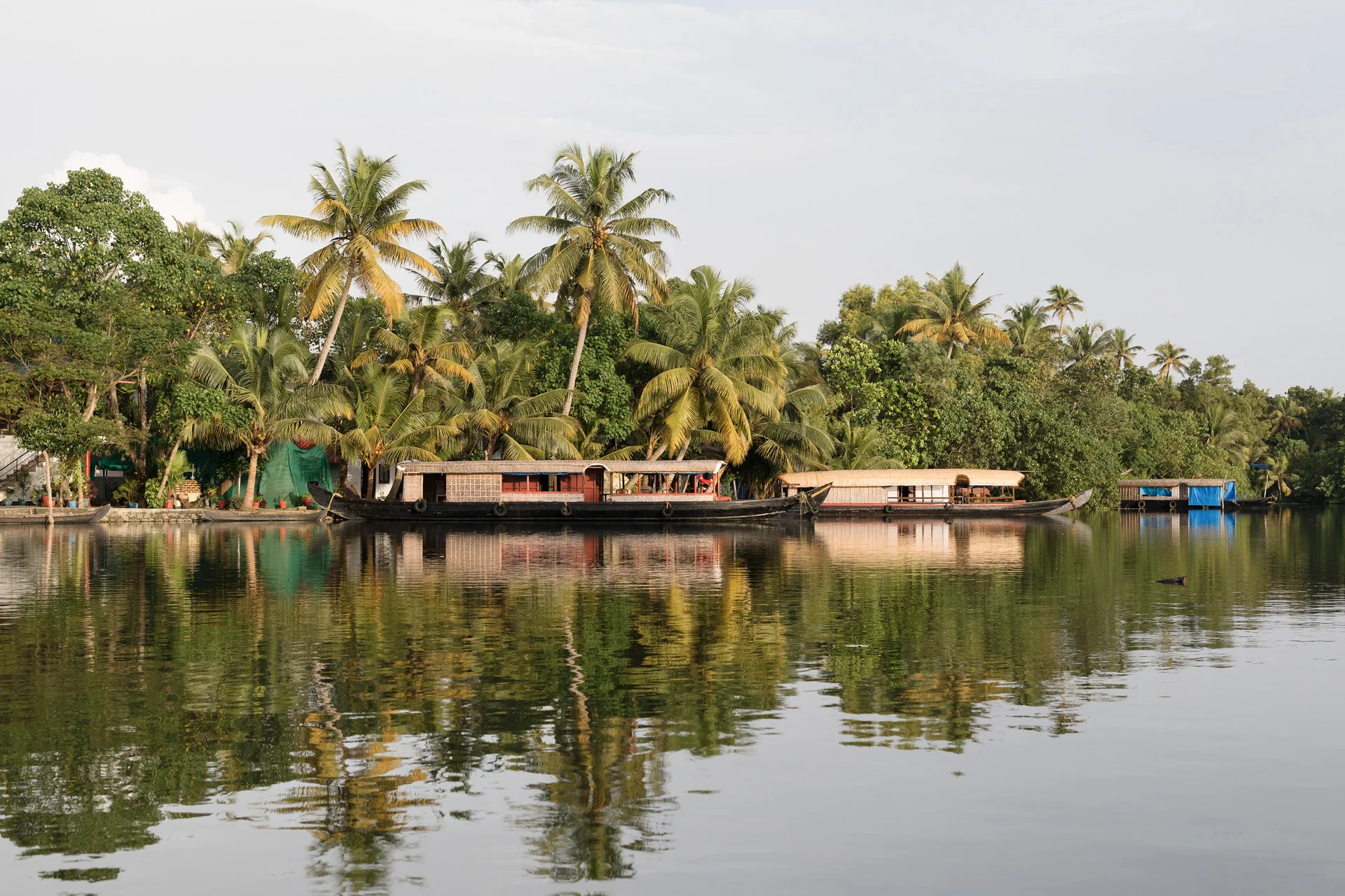 Kerala---Back-Waters---Boats-in-the-Landscape---Jody-Daunton.jpg