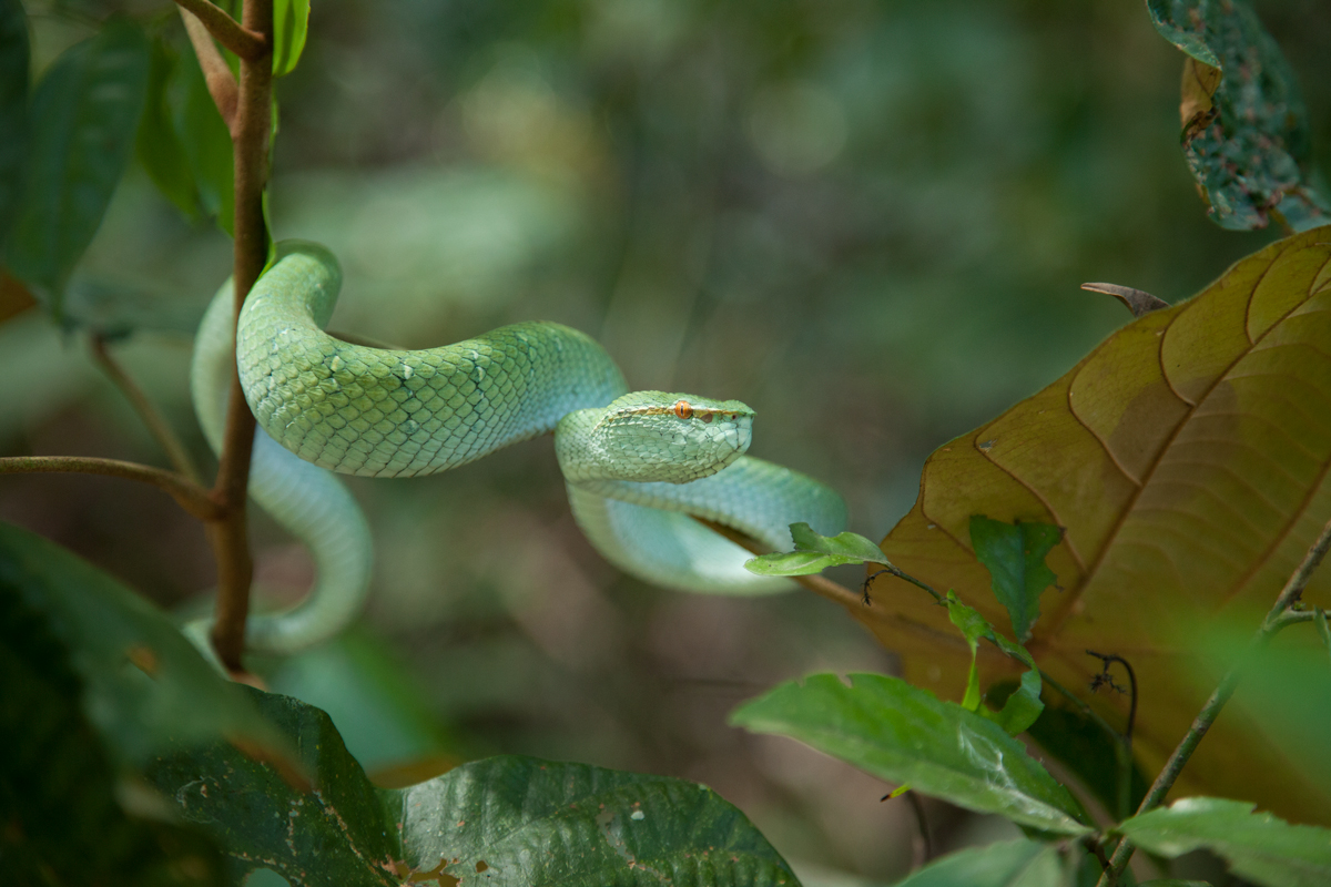Bornean-Pit-Viper.jpg
