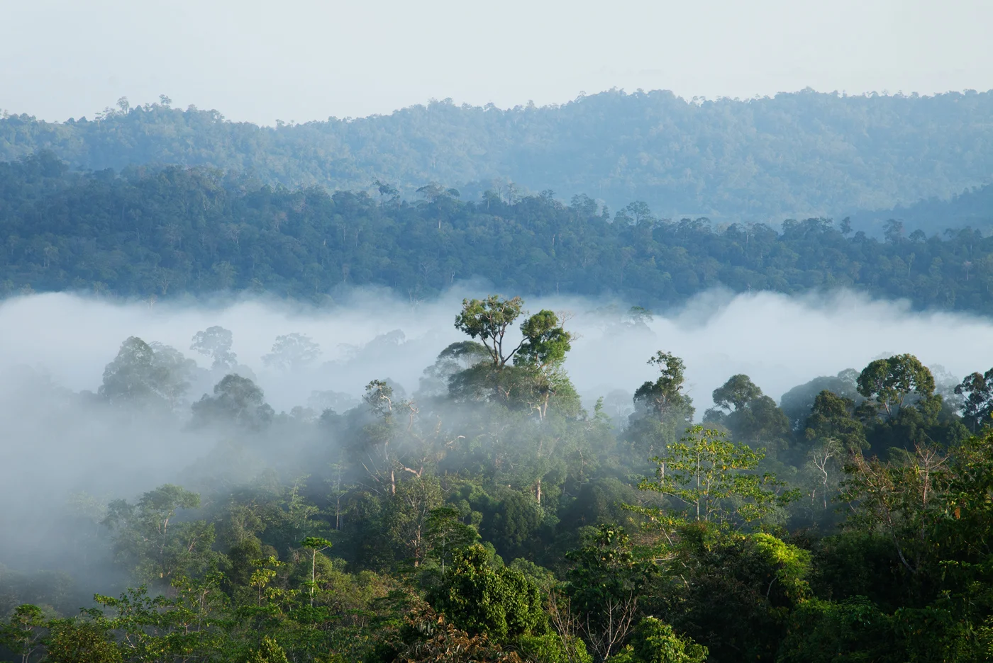 Intro-Page---Jungle-Vista.jpg