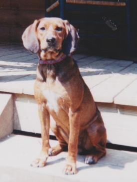 Copper , by Melodie Liddle