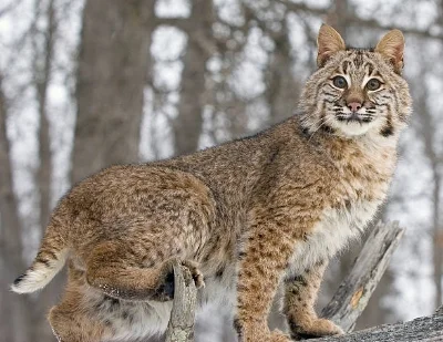 Bobcat.jpg