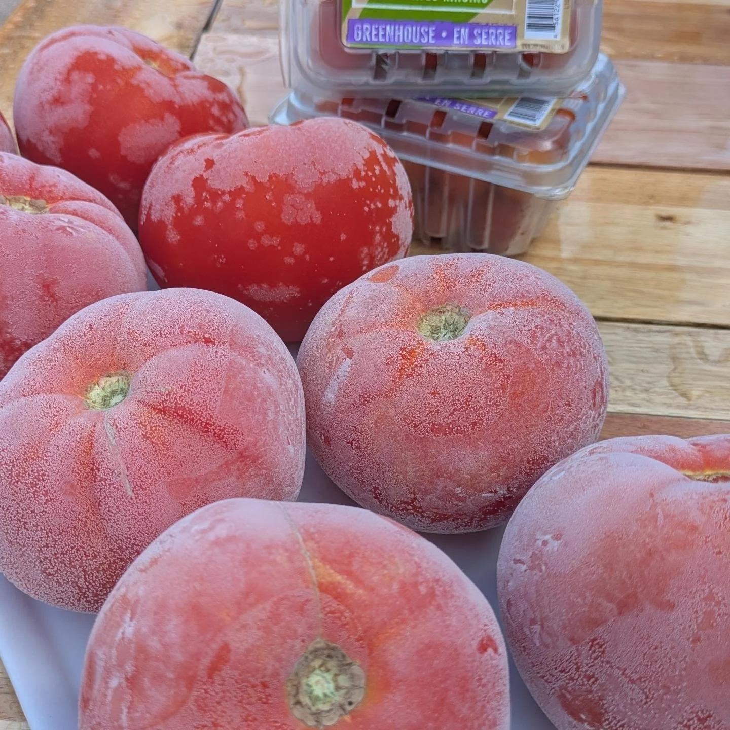 🍅 HELP!! SOS from the co-op! Our very first delivery of this season's local tomatoes got FROZEN overnight. 😭 We're wiping away our tears, calling a repair company for the fridge, and putting these icy beauties on sale! 🍅 

❄️ 50% off while supplie