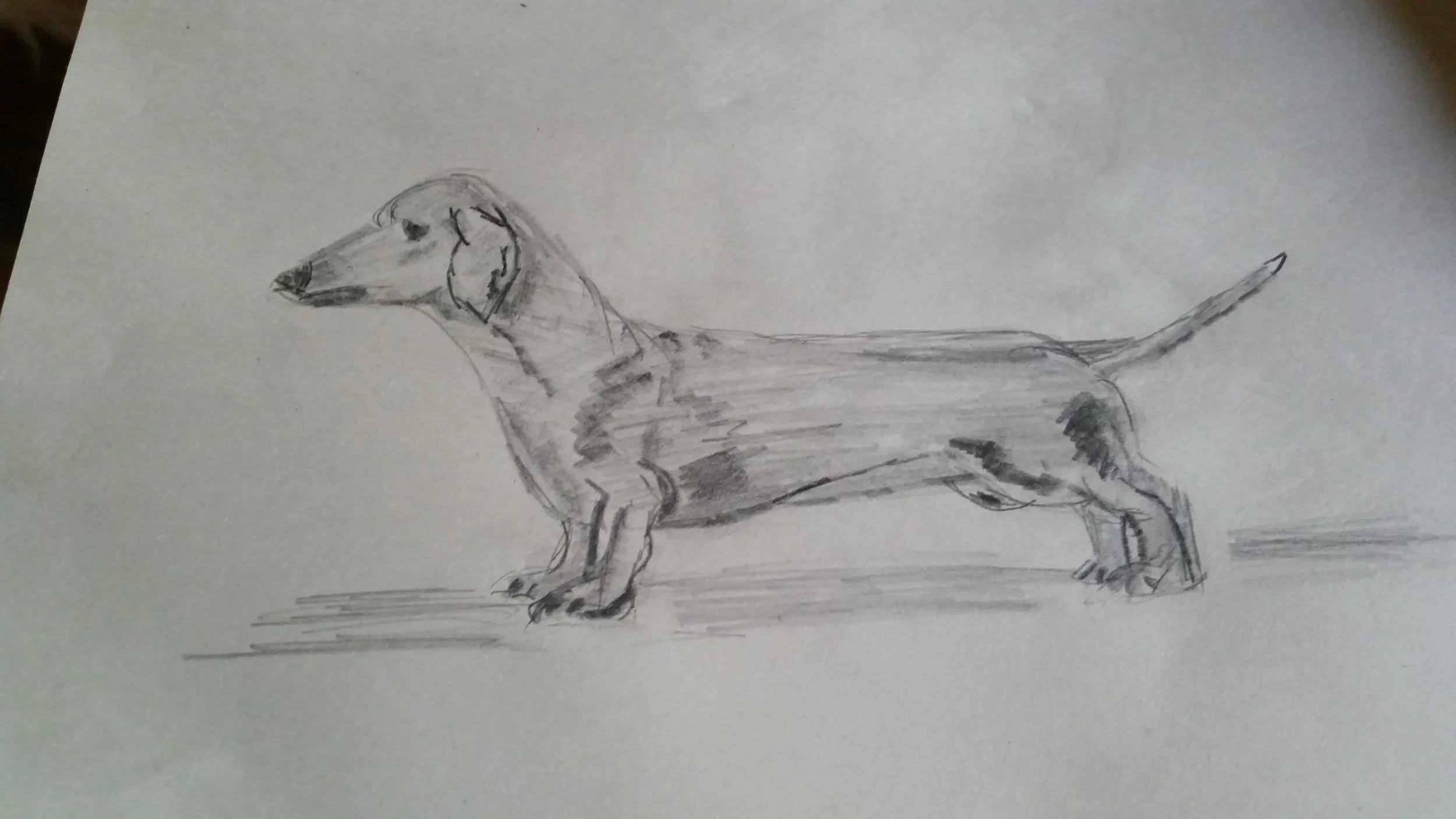 daschund.jpg