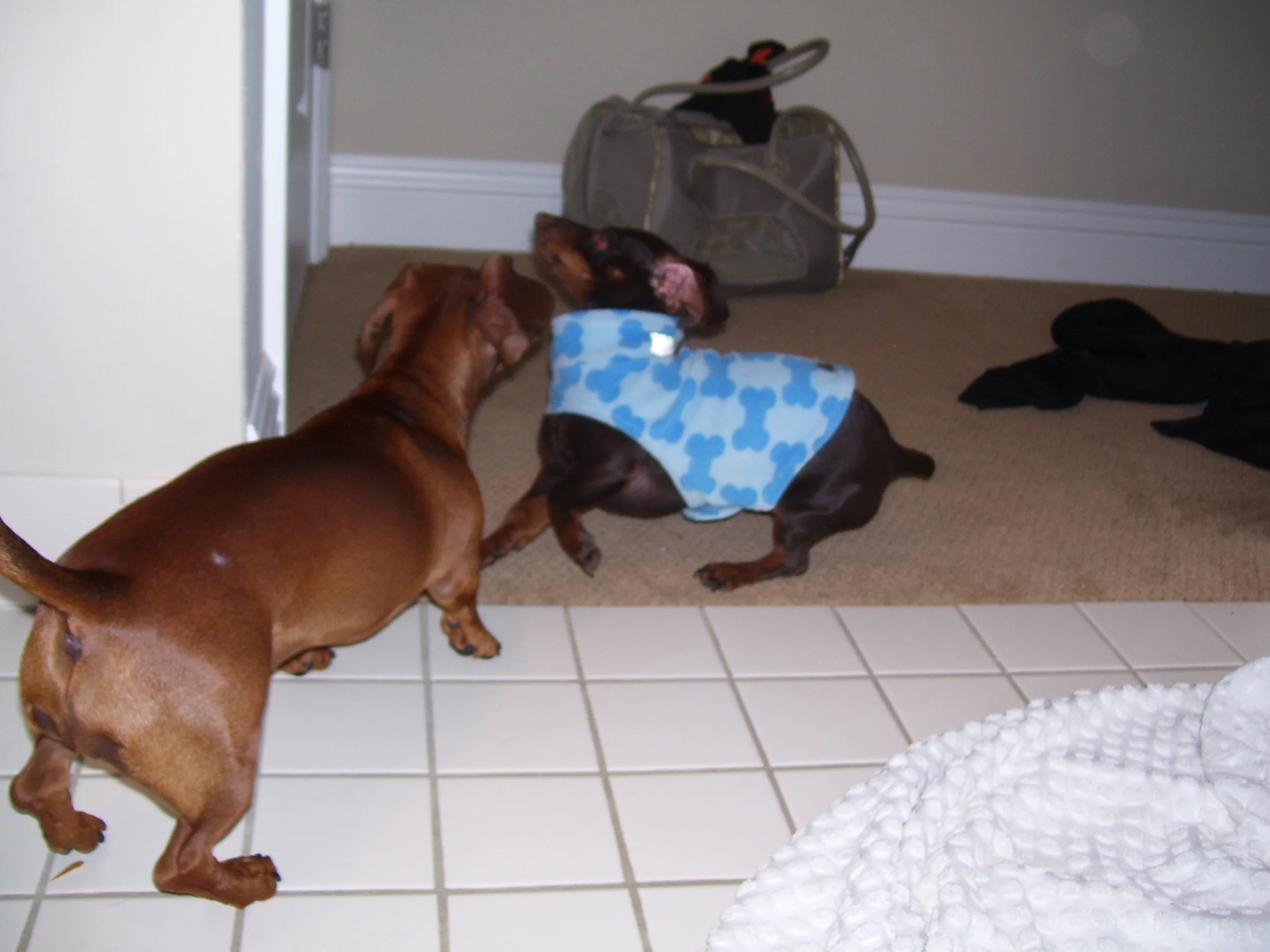 Dexter and Hunter
