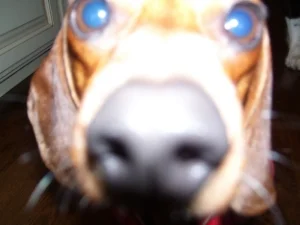 Suzanne's dog, DEXTER