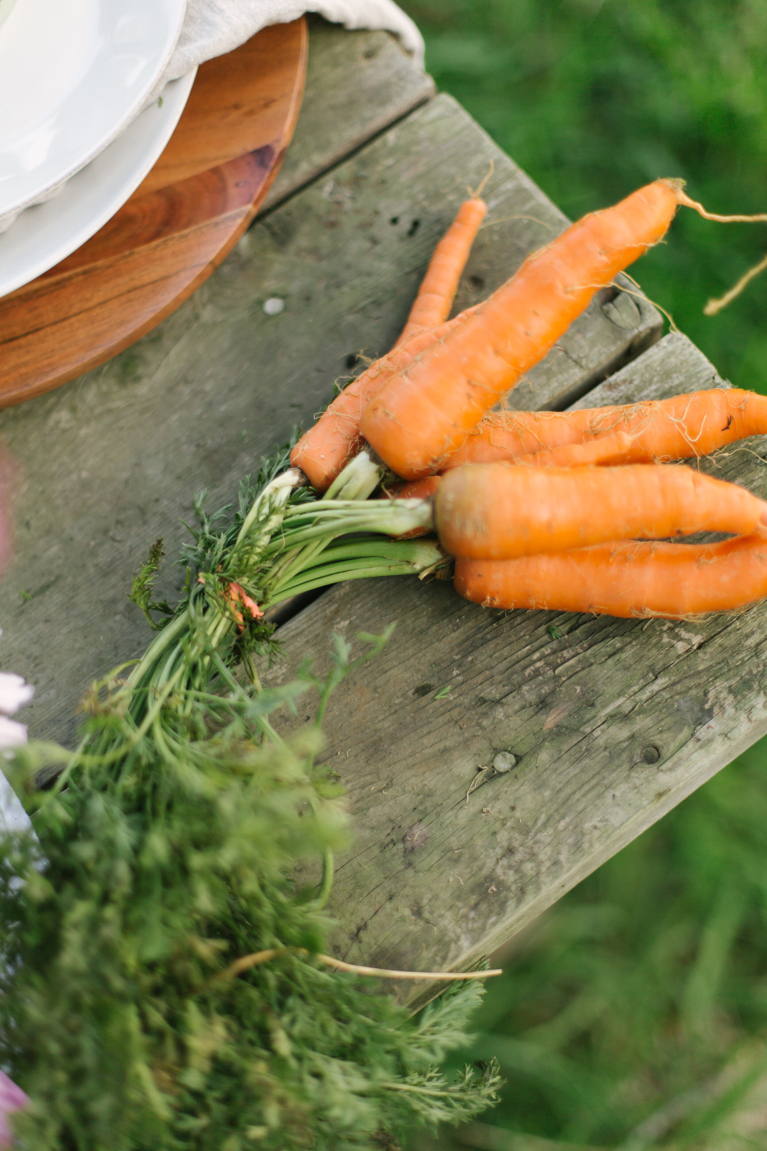  Photography provided for Swiggard Creative // Sustainable Harvesters  