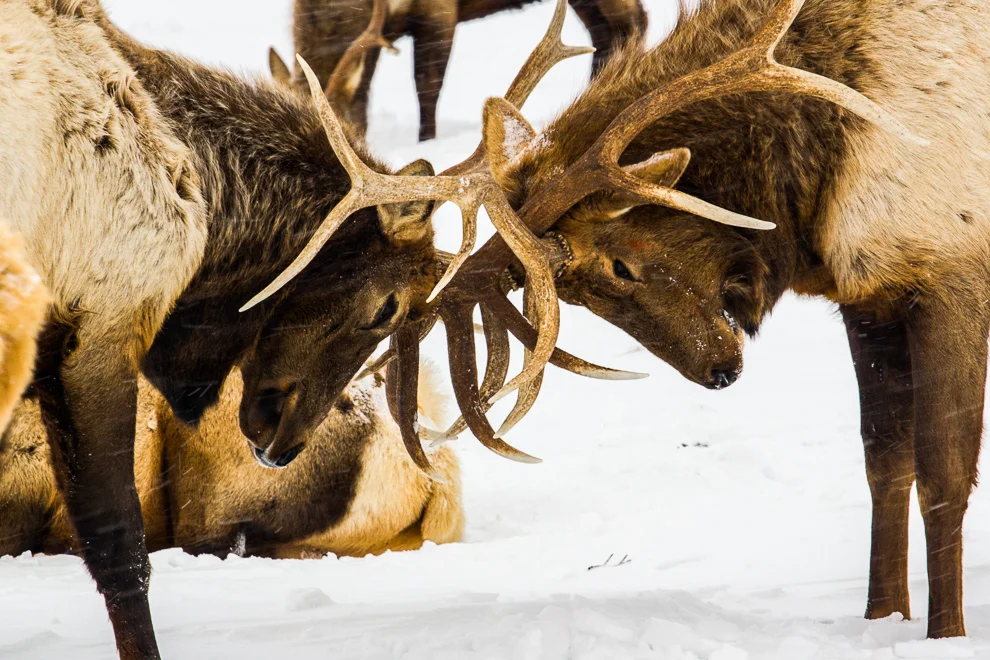 Jackson Hole, Wyoming