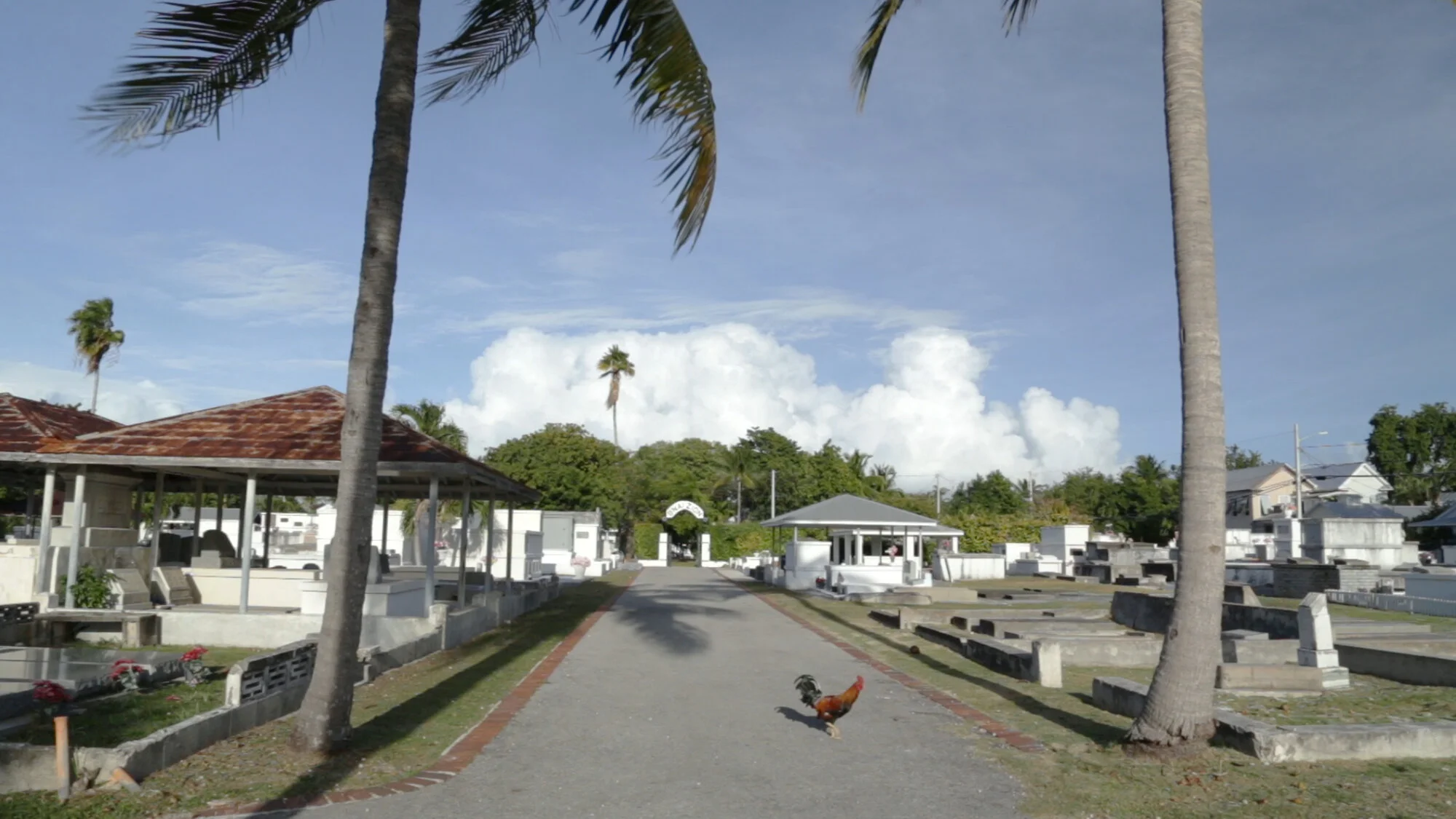 ECasey_S.CORNISH_cemeteryrooster.jpg