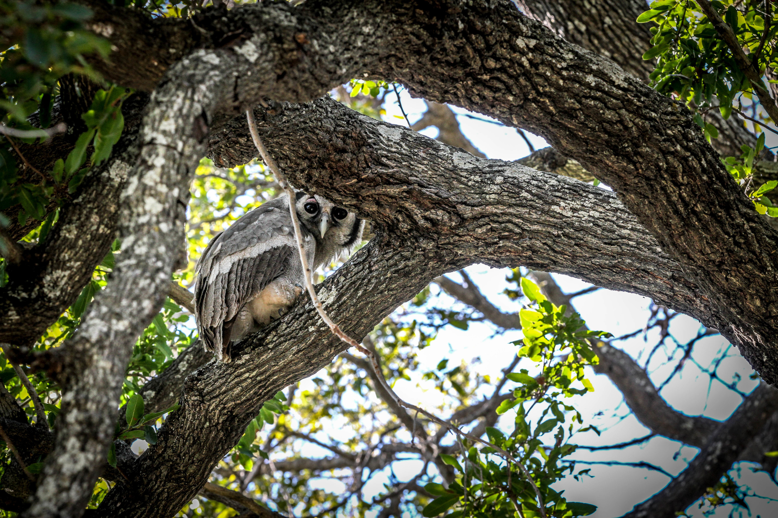 Whooo's there .jpg