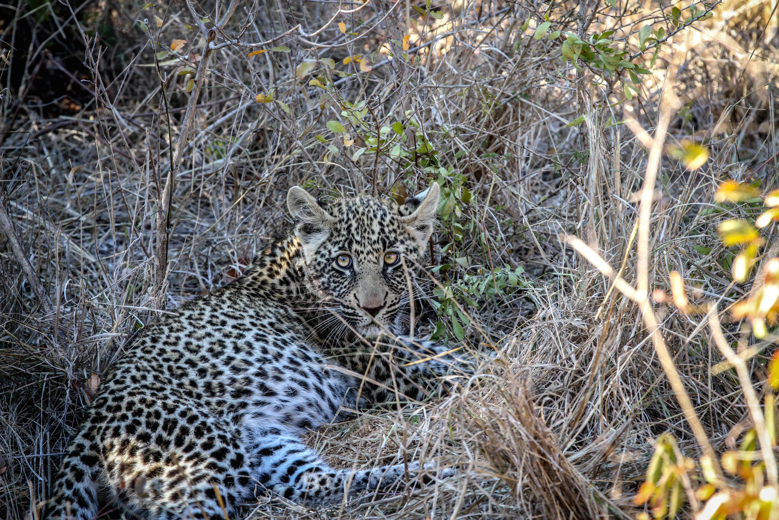 leopard Cub .jpg