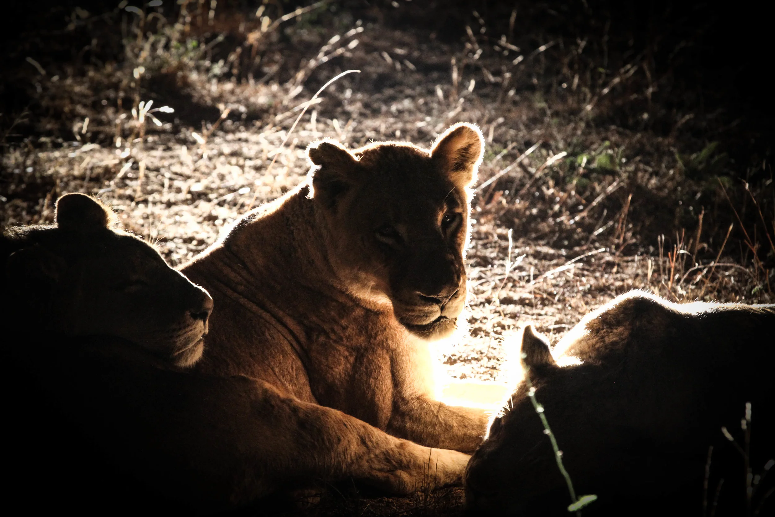 Mother of The Light .jpg