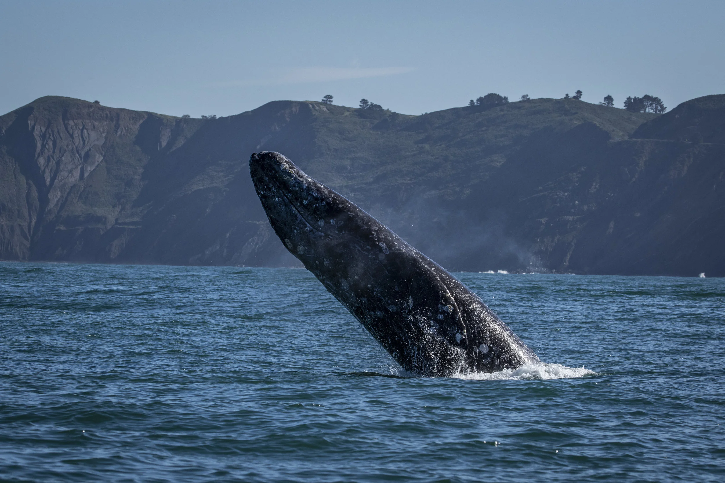 Half Moon Bay Gray Whale Watching Sightings: March 30th, 2019 