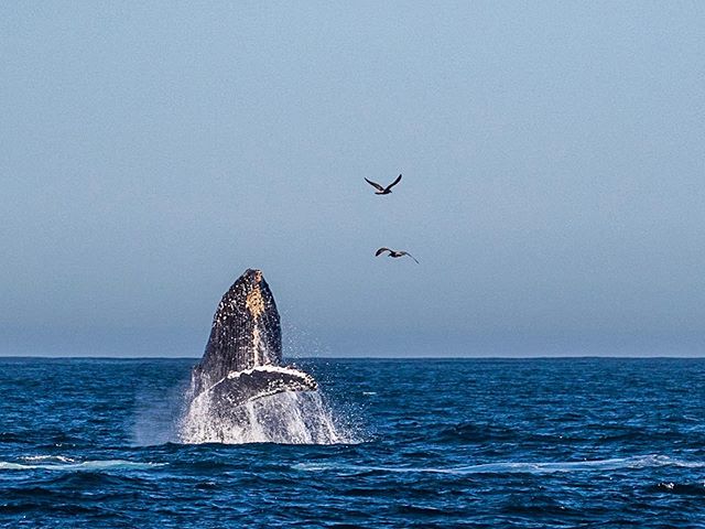 Since there has been so much food around the gulf of the Farallons, the whales have only been focused on feeding. But this one whale put on a great show for us last weekend. If you&rsquo;d like to see this in person go to @oceanic.society and go book