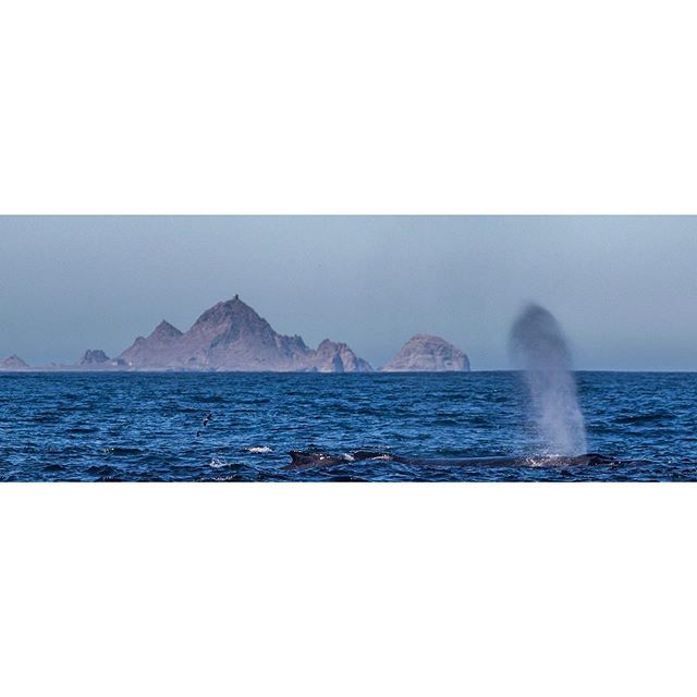 Something about this place........ #wildlife #california #farallonislands #whale #nature #wildlifephotography #canon #canonusa #canon7dmkii